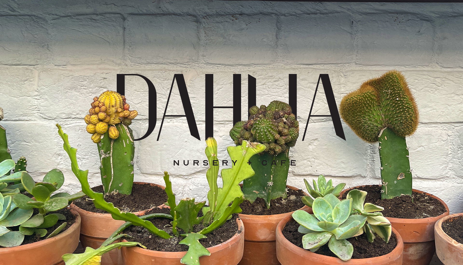 Dahlia Nursery Cafe